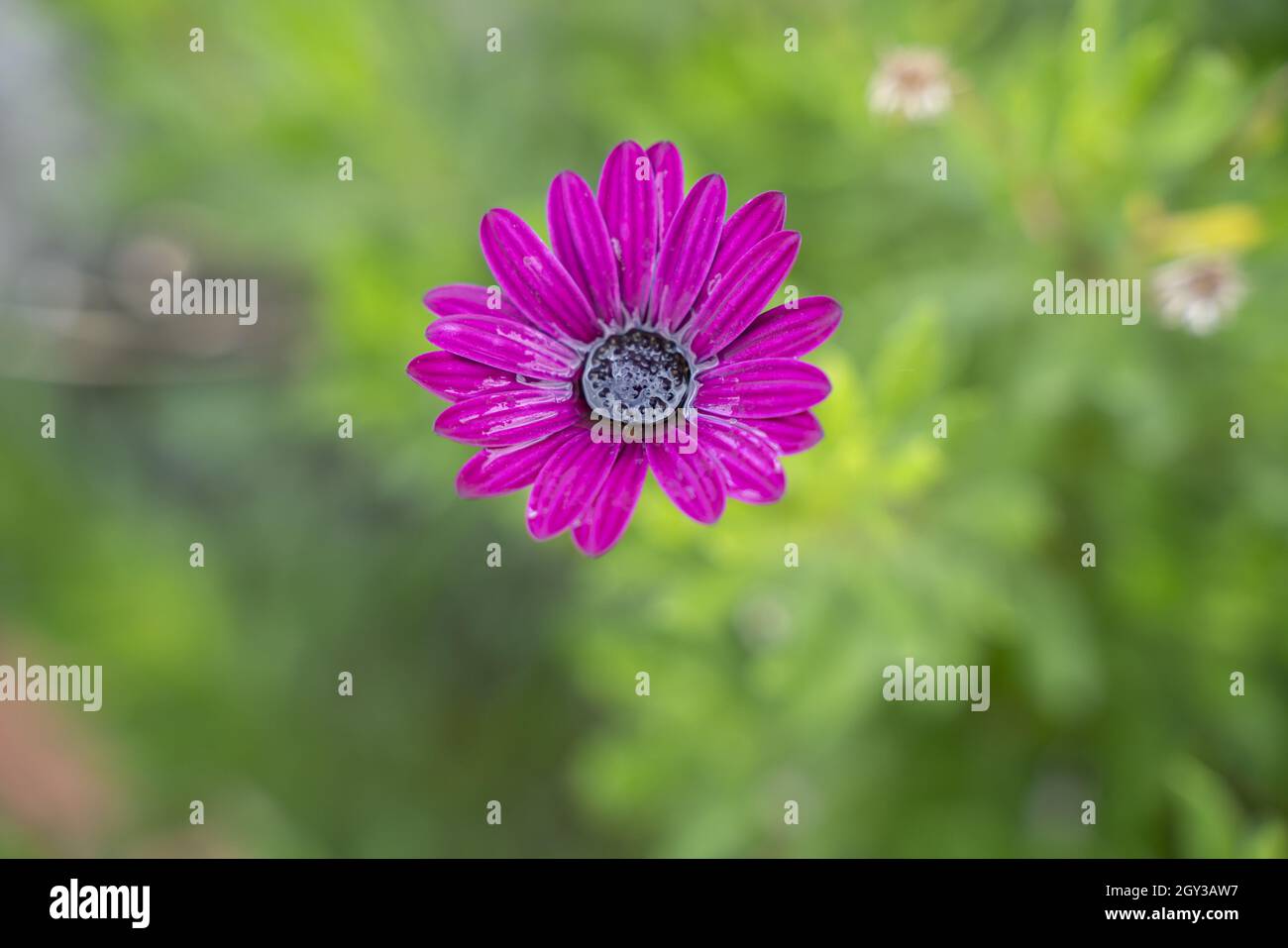 Selektive Fokusaufnahme der violetten osteospermum-Blume Stockfoto