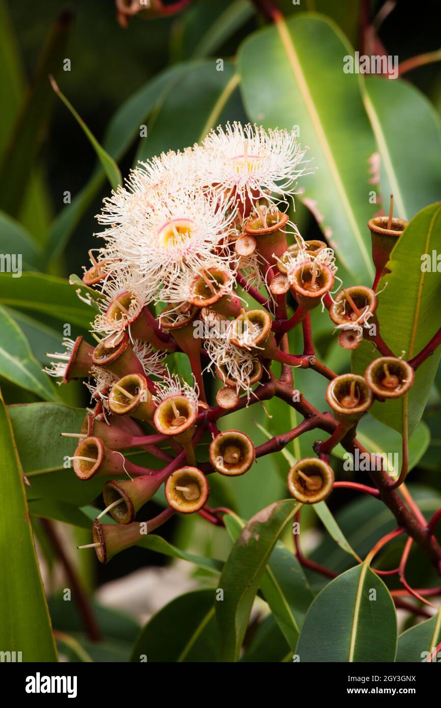 Blühendes Gummi. Corymbia ist eine relativ junge Gattung (früher in Eukalyptus) von etwa 110 immergrünen Baumarten, allgemein bekannt als „Blutwälder“, Stockfoto