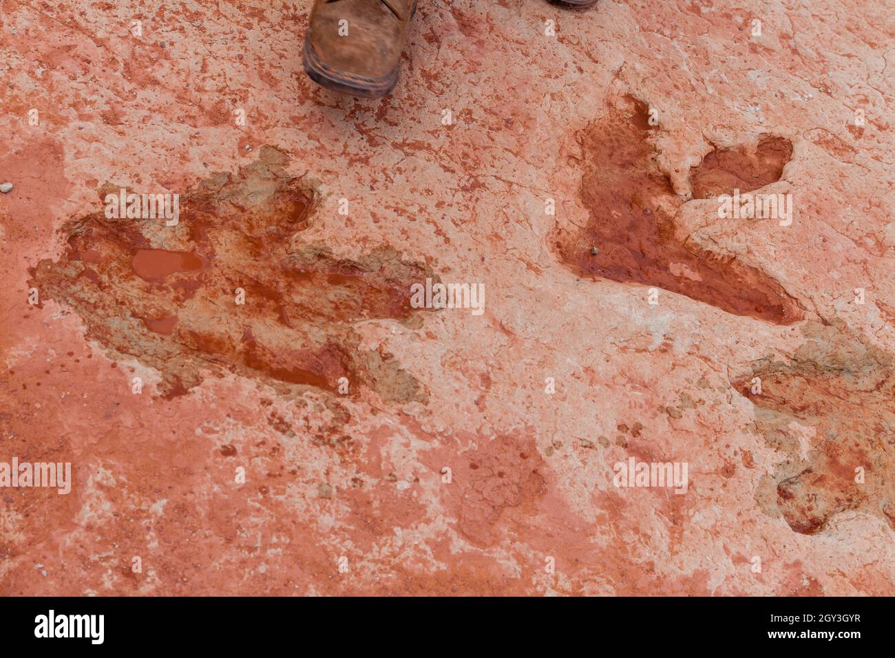 Dinosaurier-Fußabdrücke und mehr in der Nähe von Tuba usa Stockfoto Dinosaurier-Fußabdrücke und mehr in der Nähe von Tuba usa Stockfoto