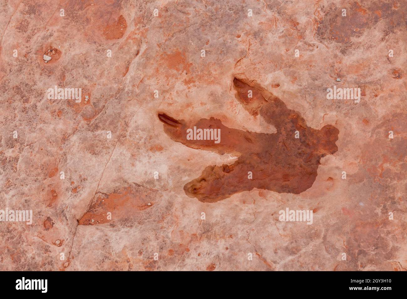 Dinosaurier-Fußabdrücke und mehr in der Nähe von Tuba usa Stockfoto Dinosaurier-Fußabdrücke und mehr in der Nähe von Tuba usa Stockfoto