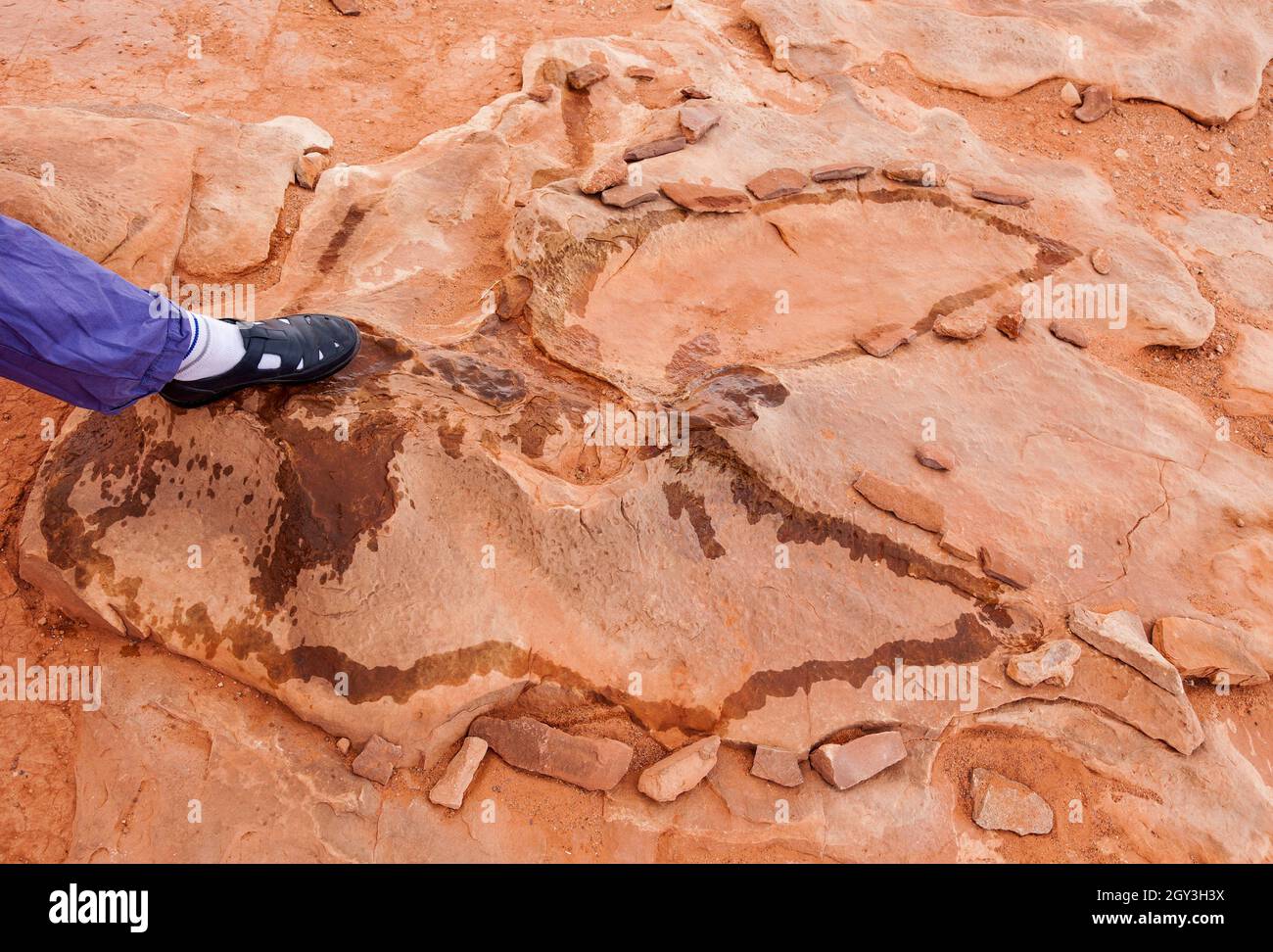 Dinosaurier-Fußabdrücke und mehr in der Nähe von Tuba usa Stockfoto Dinosaurier-Fußabdrücke und mehr in der Nähe von Tuba usa Stockfoto