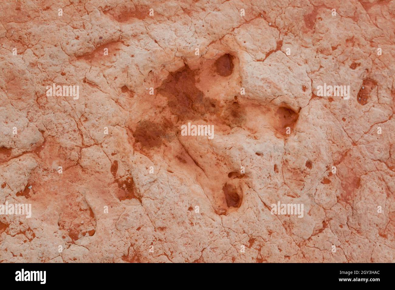 Dinosaurier-Fußabdrücke und mehr in der Nähe von Tuba usa Stockfoto Dinosaurier-Fußabdrücke und mehr in der Nähe von Tuba usa Stockfoto