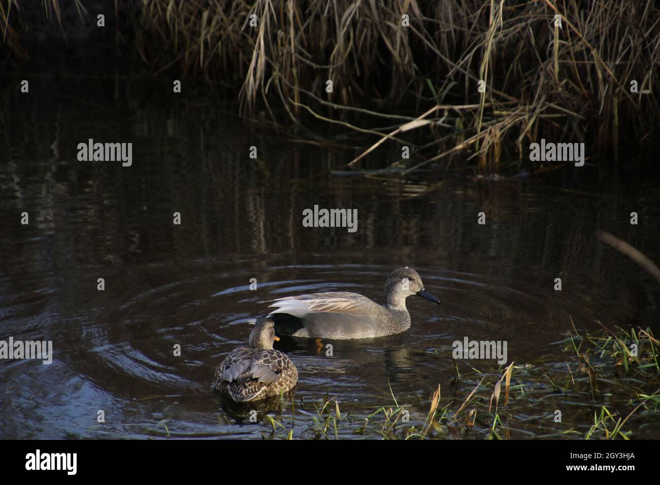 Zwei braune und graue Enten schwimmen in einem Bach mit Gras auf beiden Seiten Stockfoto