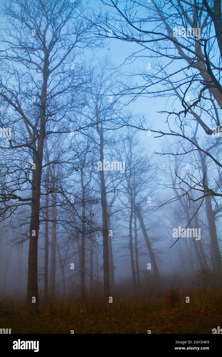 Bäume zusammen an einem nebligen Tag Stockfoto
