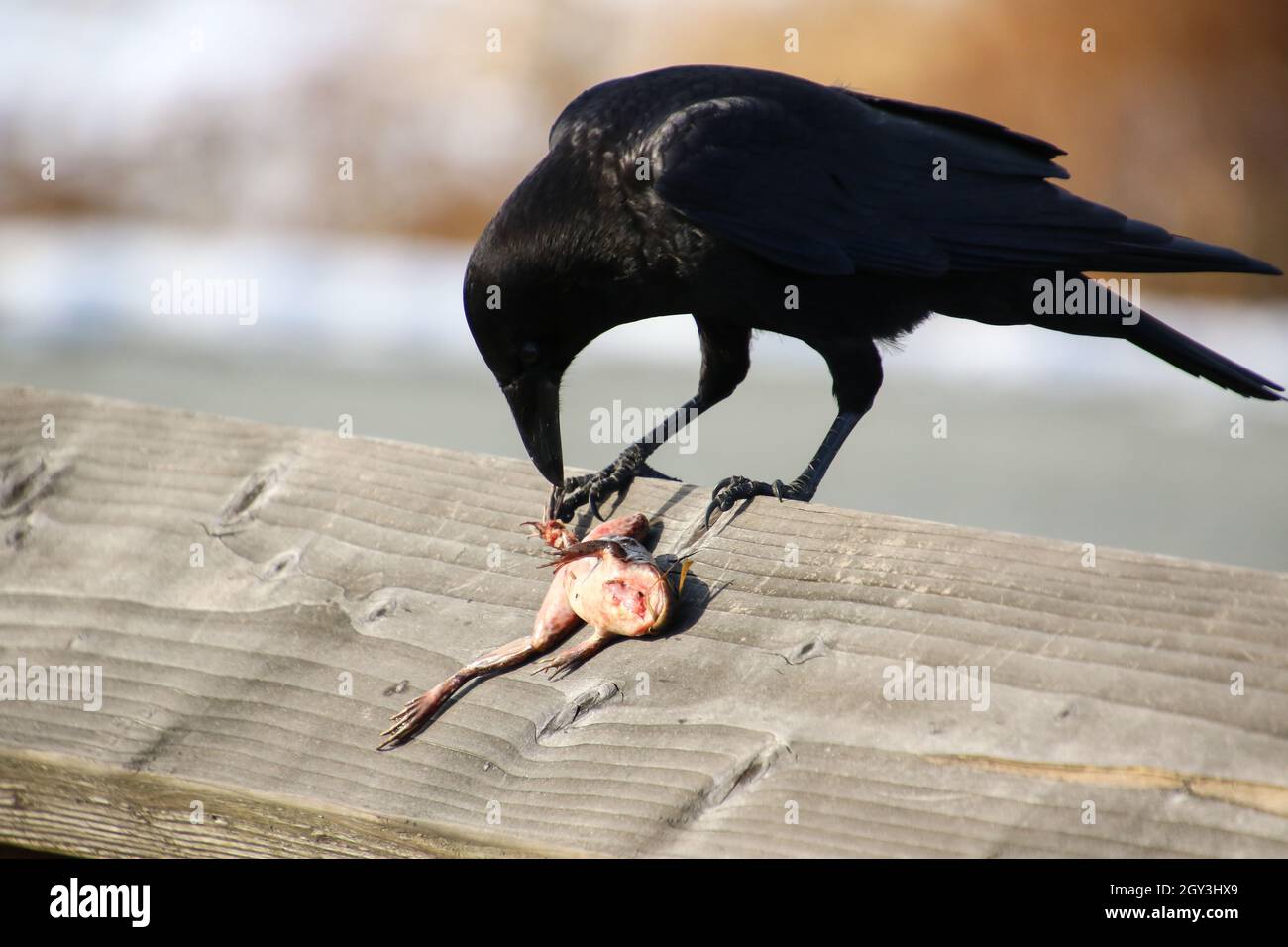 Eine Krähe, die einen gefrorenen Frosch frisst, während sie auf einem Geländer am Zaun sitzt Stockfoto