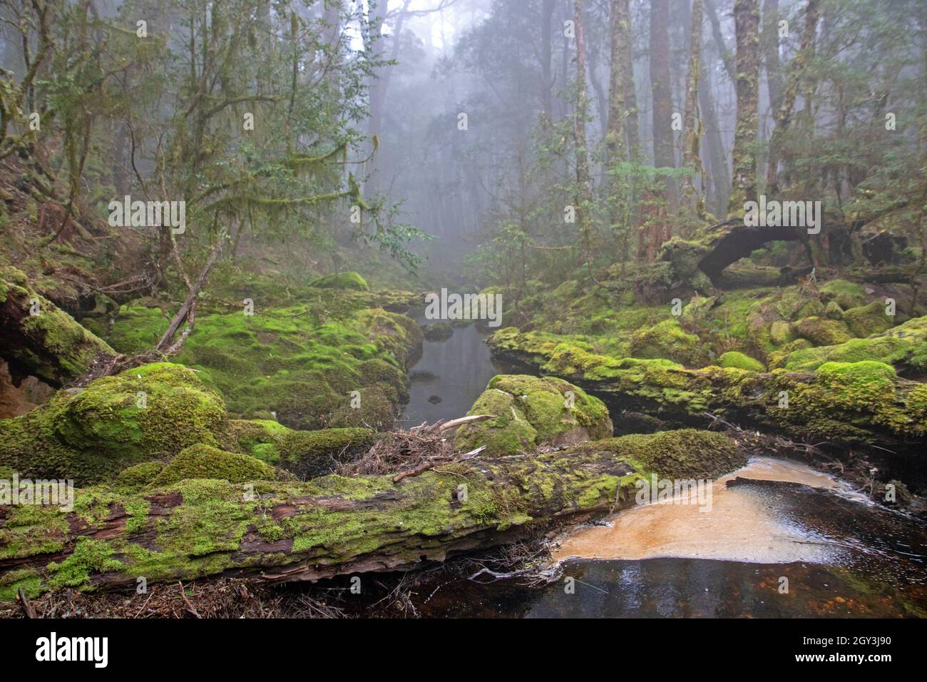 Creek in den Blue Tier Mountains, Tasmanien Stockfoto