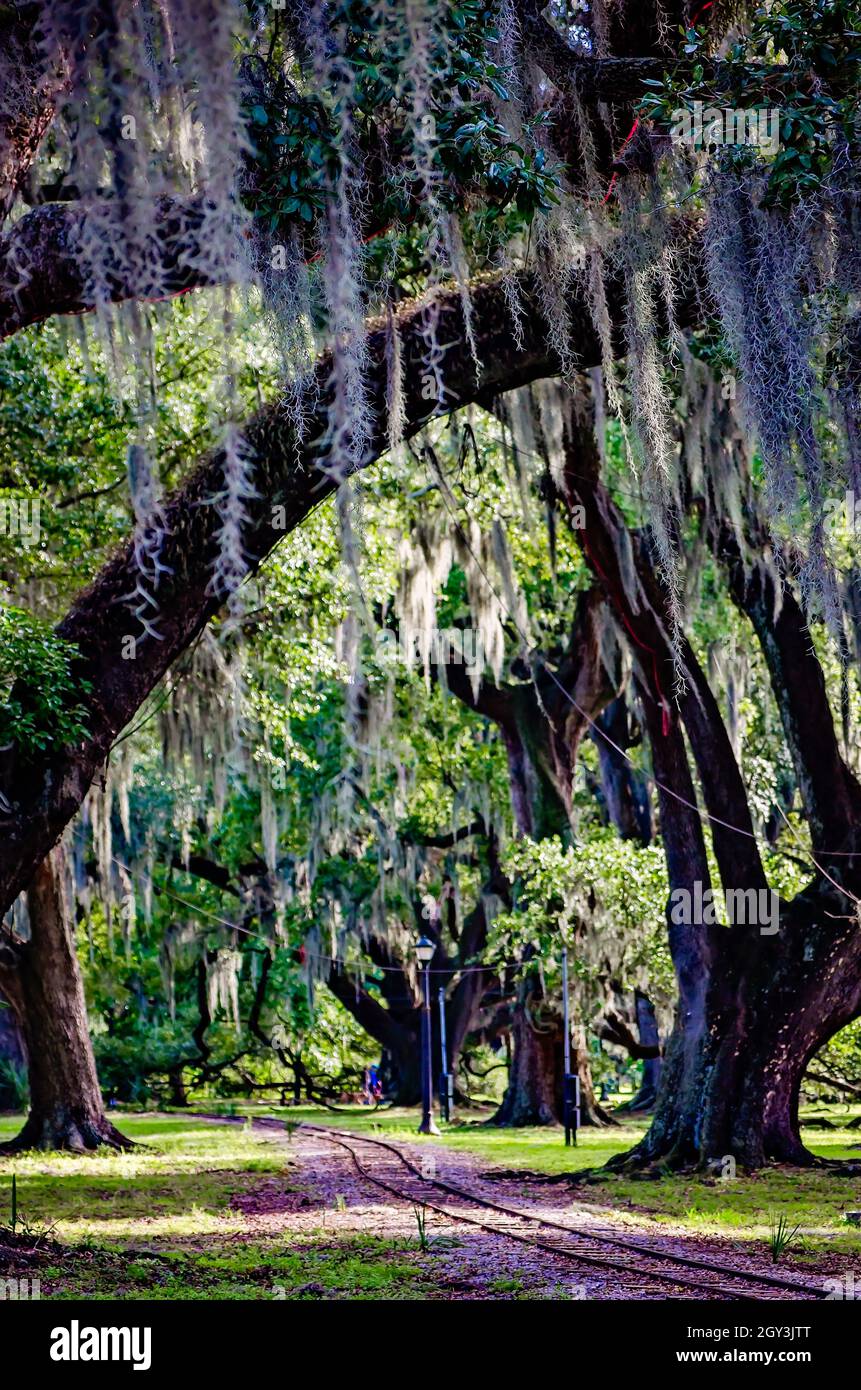 Am 14. November 2021, in New Orleans, Louisiana, schlängelt sich eine kleine Eisenbahnstrecke zwischen moosbewachsenen, lebenden Eichen im New Orleans City Park. Stockfoto