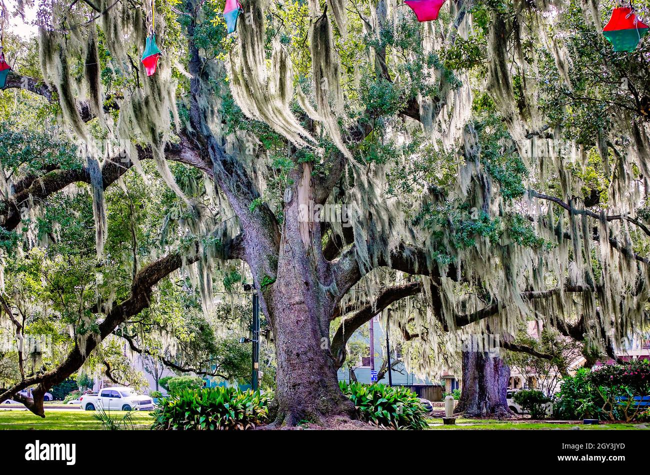 Im New Orleans City Park, 14. November 2021, in New Orleans, Louisiana, stehen lebende Eichenbäume mit Moos drapiert. Der 1,300 Hektar große öffentliche Park wurde 1854 gegründet. Stockfoto
