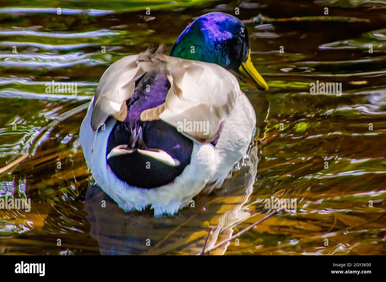 Eine Stockente schwimmt in der Nähe von Goldfish Island im New Orleans City Park, 14. November 2015, in New Orleans, Louisiana. Stockfoto