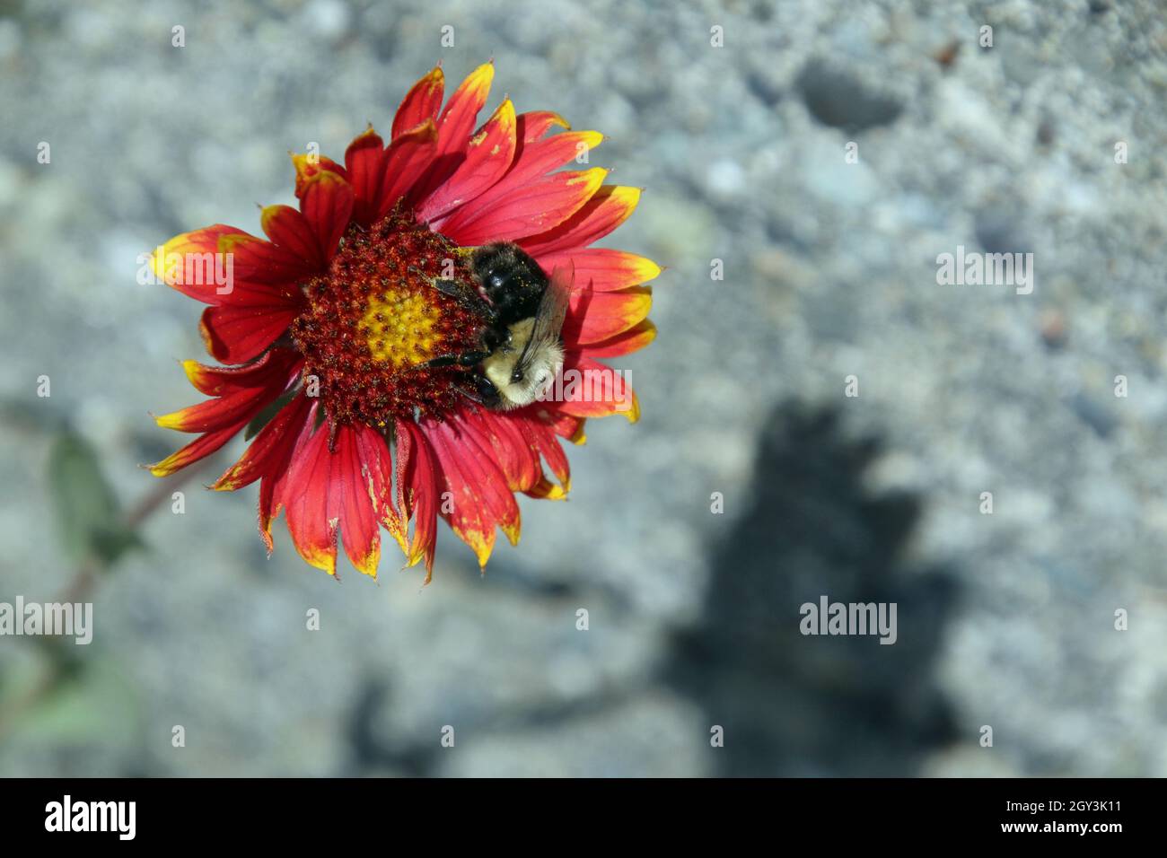 Eine Biene bestäubt eine rote Blütenblüte mit gelben Spitzen und einem gelben und roten Zentrum. Stockfoto