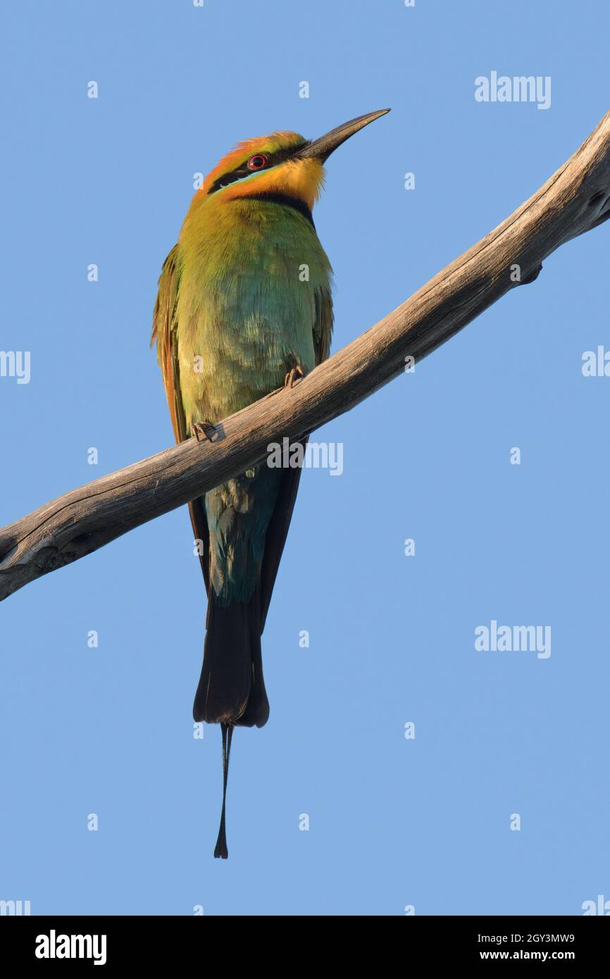 Ein Regenbogen-Bienenfresser (Merops ornatus) an einer Zweigstelle in NSW, Australien Stockfoto