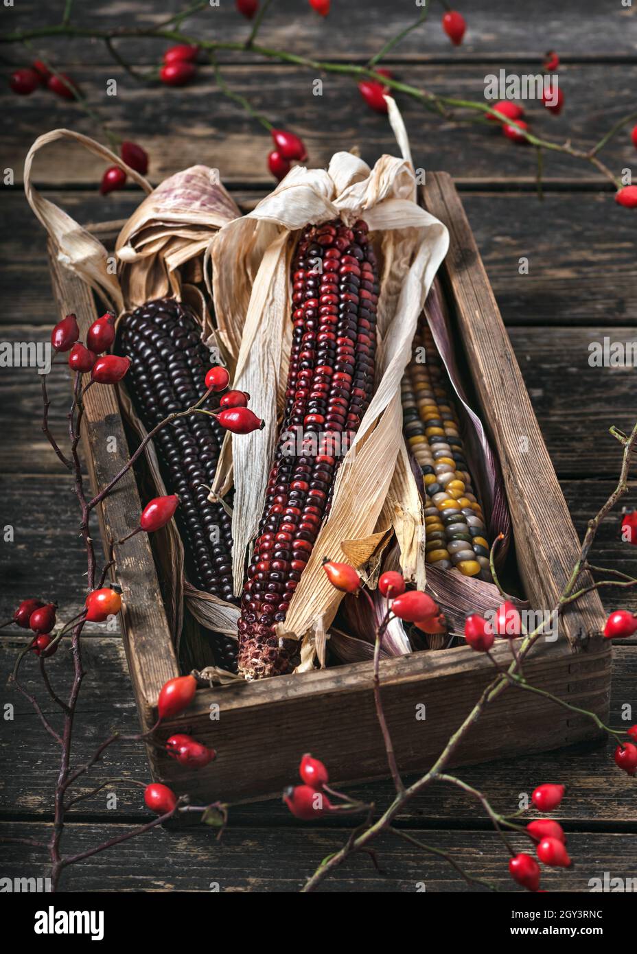Stil Leben mit getrockneten Mais indischen Koben in verschiedenen Farben und Rose Hüfte Zweige in einer alten Holzkiste. Rustikaler Stil. Stockfoto