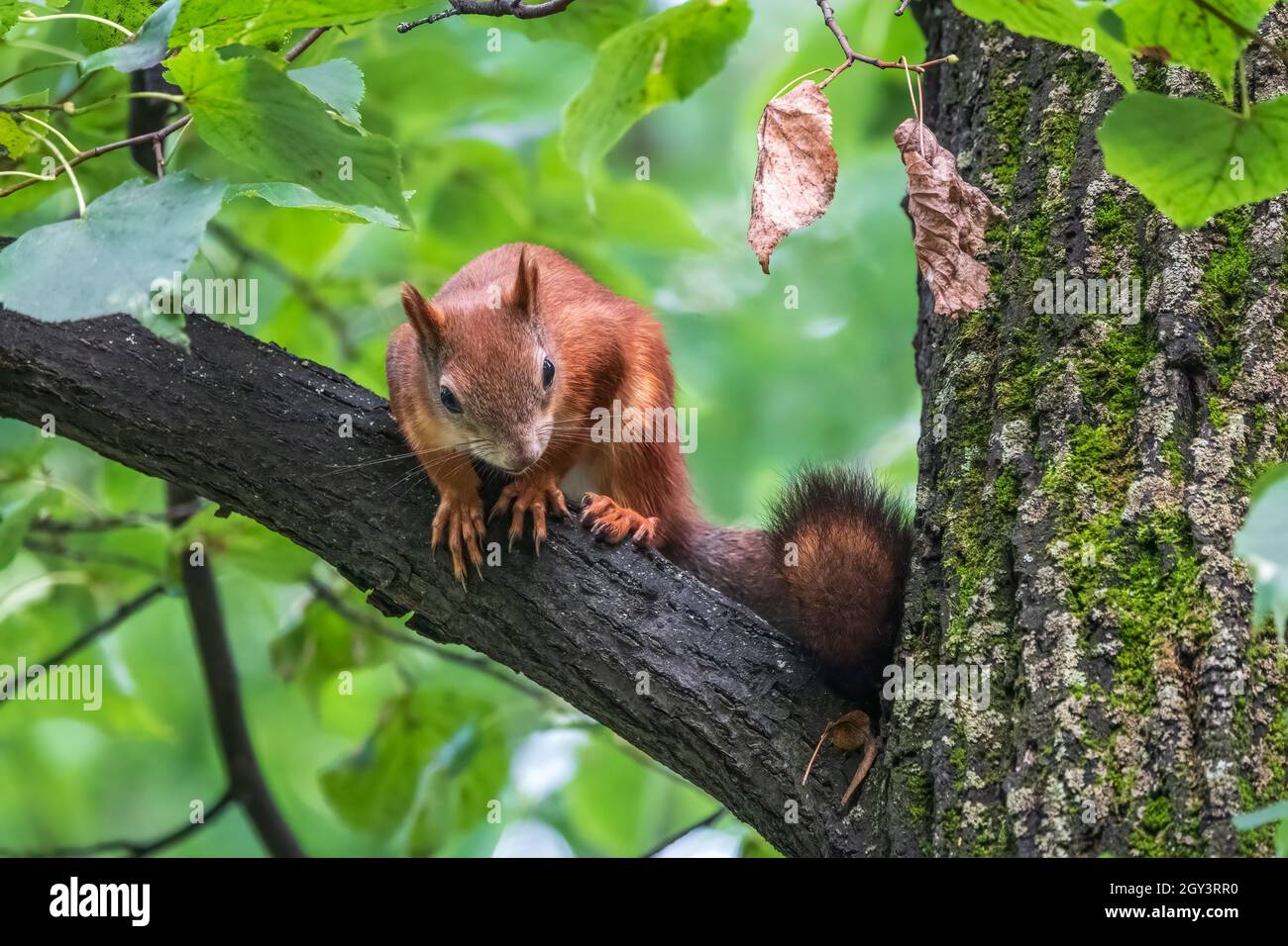 Das junge Eichhörnchen sitzt im Sommer auf einem Baum. Im Sommer sitzt auf einem Ast ein schönes, rothaarige junge Eichhörnchen. Eurasisches Rothörnchen, Sciurus vulgari Stockfoto