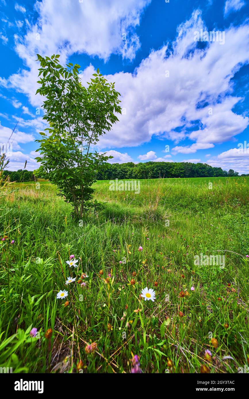 Grüner einbunter Baum auf natürlichem Grasfeld gegen blauen Himmel Stockfoto