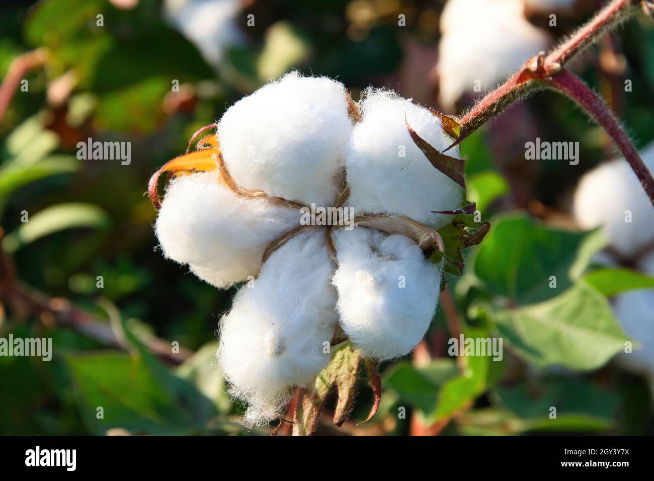Baumwollpflanze, reife Baumwollpflanze bereit für die Ernte. Weiße Bio-Baumwolle, Farsala, Griechenland Stockfoto