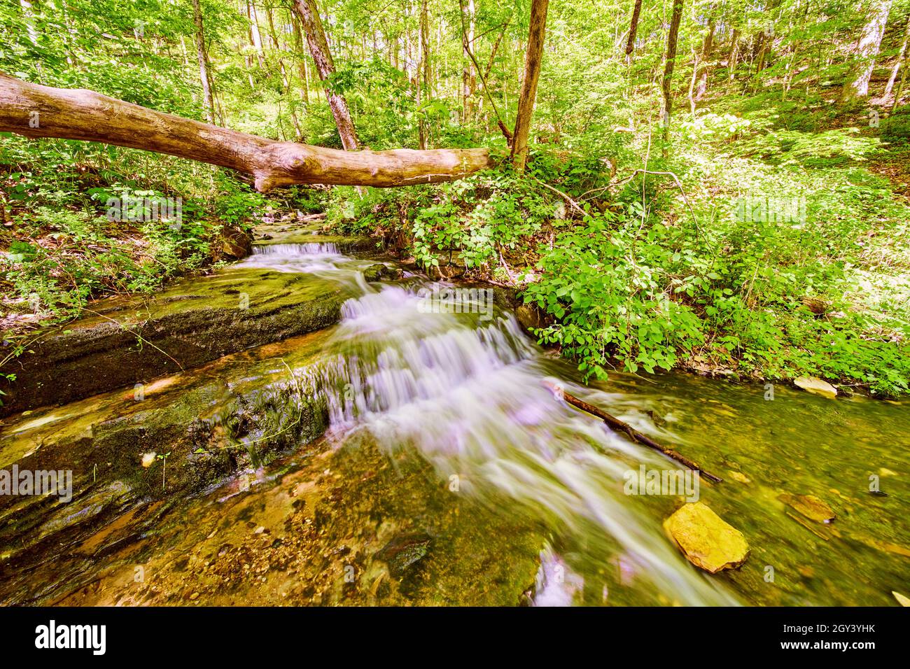 Kaskadierung von Wasserfällen durch Wald mit großem Baumstamm Stockfoto