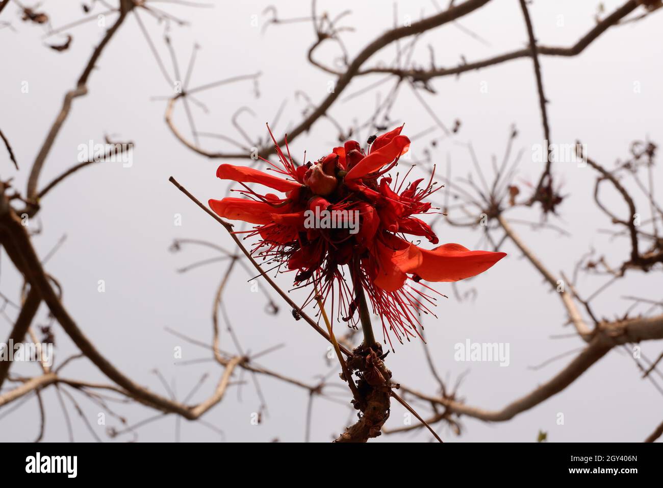 Palas Blumen und grauer Himmel, Palas Baumblumen Stockfoto
