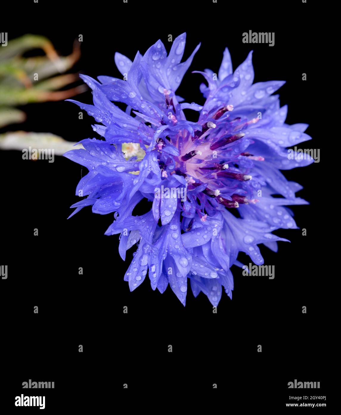 Centaurea cyanus, allgemein bekannt als Kornblume oder Junggesellenblatte, ist eine jährlich blühende Pflanze in der Familie der in Europa heimischen Asteraceae. In der pa Stockfoto