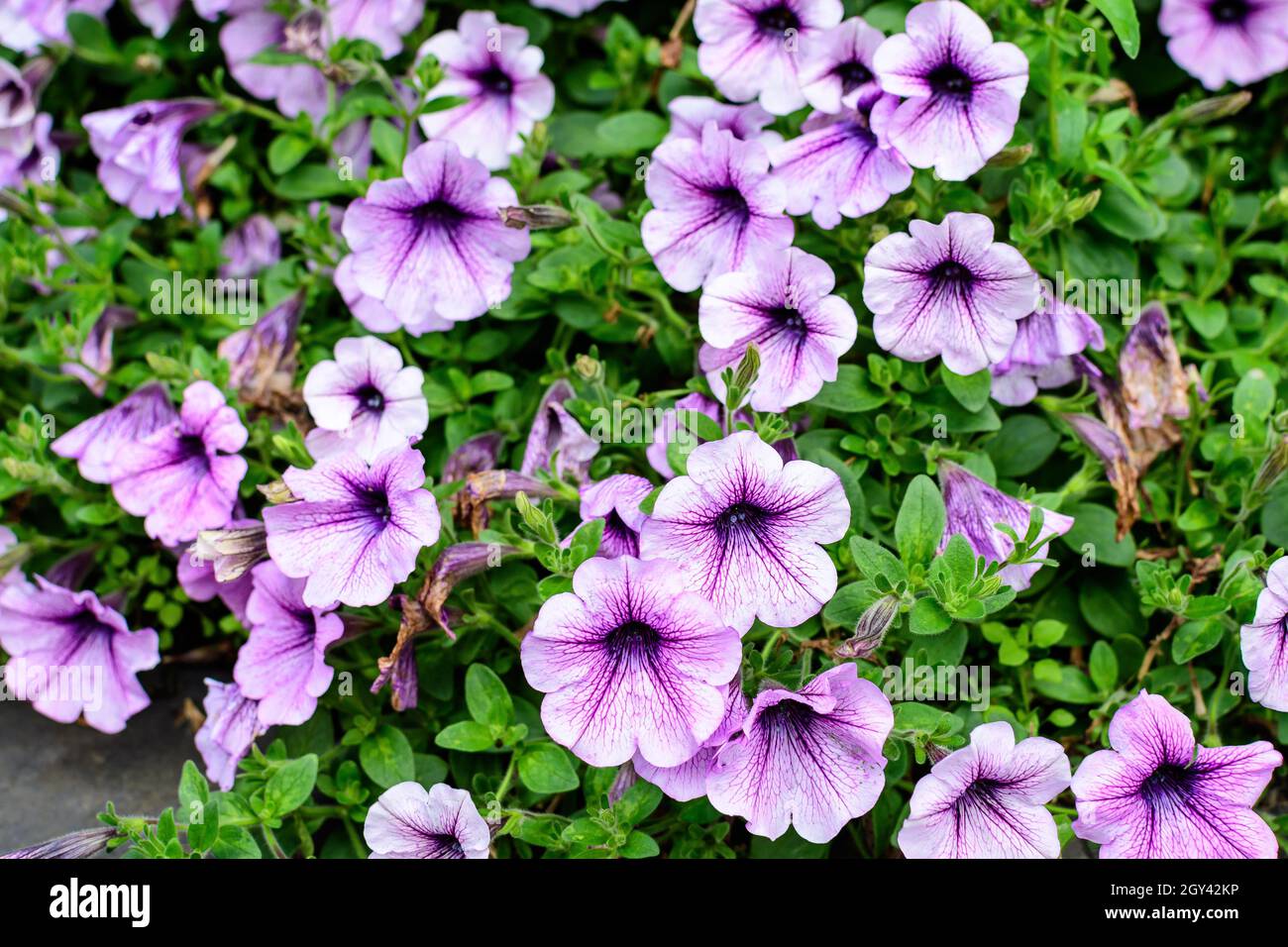 Große Gruppe von leuchtend violetten und weißen Petunia axillaris Blüten und grünen Blättern in einem Gartentopf an einem sonnigen Sommertag Stockfoto