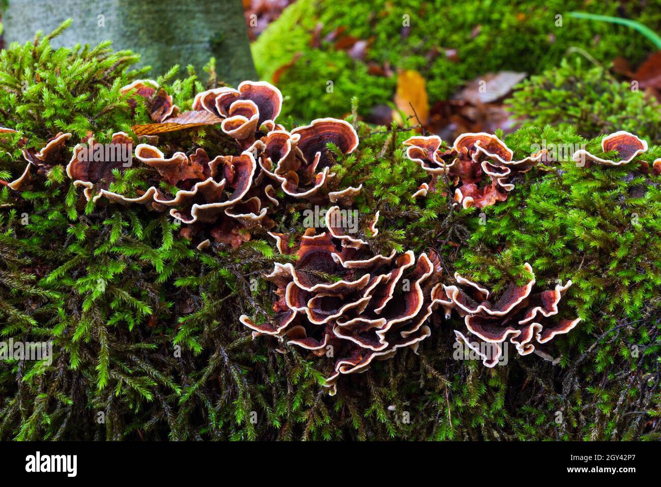 Pilze sind Parasiten auf moosigen Baumstumpf Stockfoto
