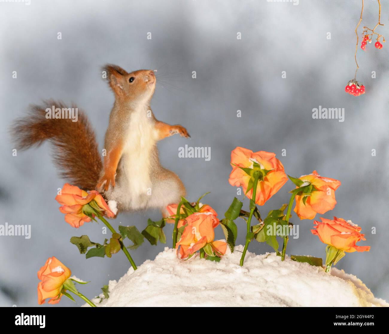 Rotes Eichhörnchen im Schnee klettert in orangen Rosen Stockfoto