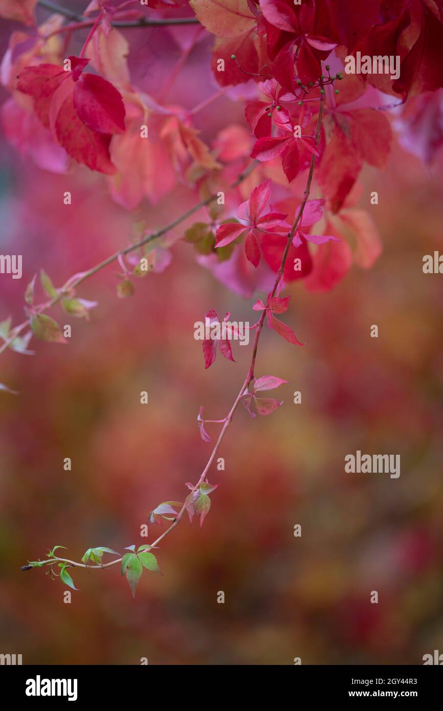 Sehr heller und farbenfroher Virginia-Kriechgang, parthenocissus quinquefolia Stockfoto