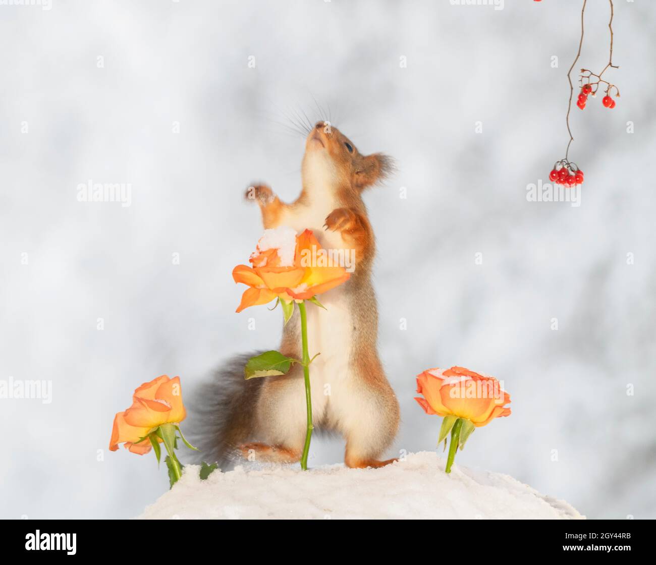 Rotes Eichhörnchen im Schnee schaut mit orangen Rosen auf Stockfoto
