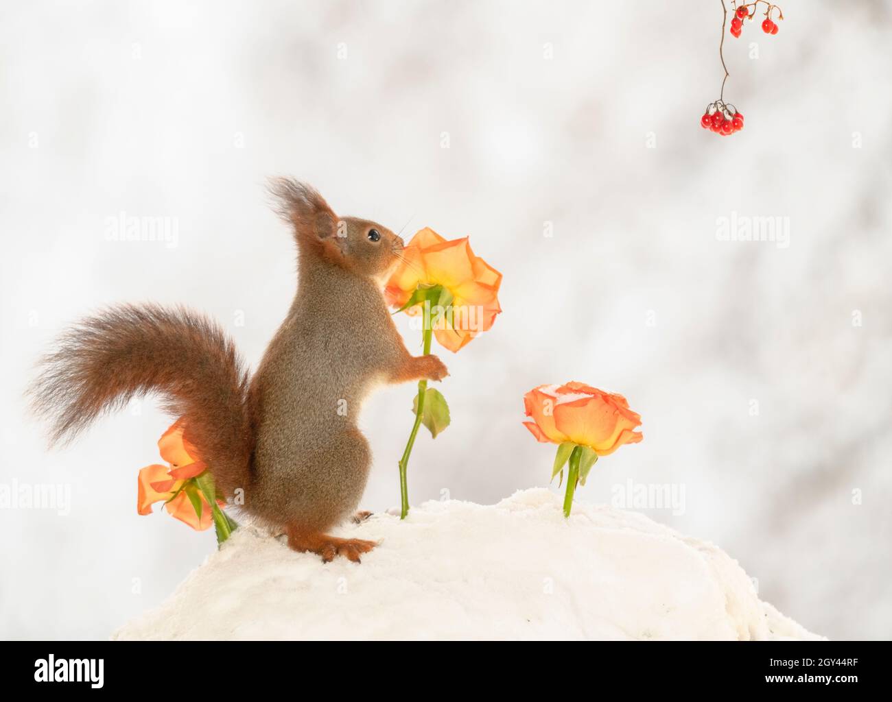 Rotes Eichhörnchen im Schnee hält eine orangefarbene Rose Stockfoto