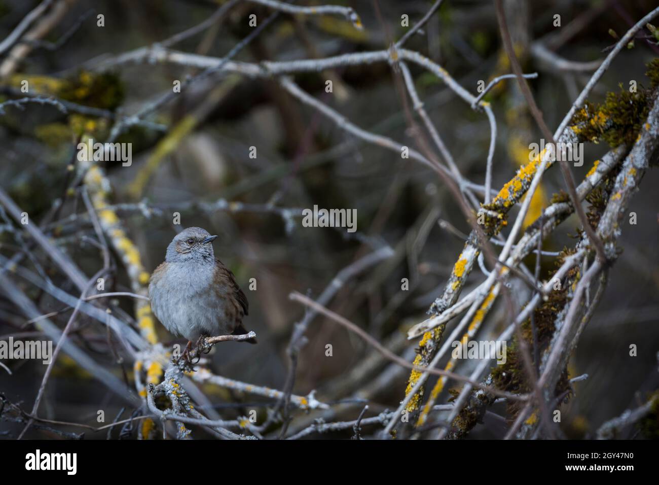 Dunnock - Heckenbraunelle - Prunella modularis ssp. Modularis, Deutschland (Baden-Württemberg), Erwachsener Stockfoto