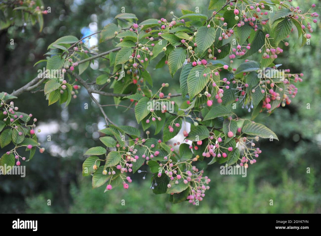 Die koreanische Bergasche (Sorbus alnifolia) trägt im September rosa Früchte Stockfoto