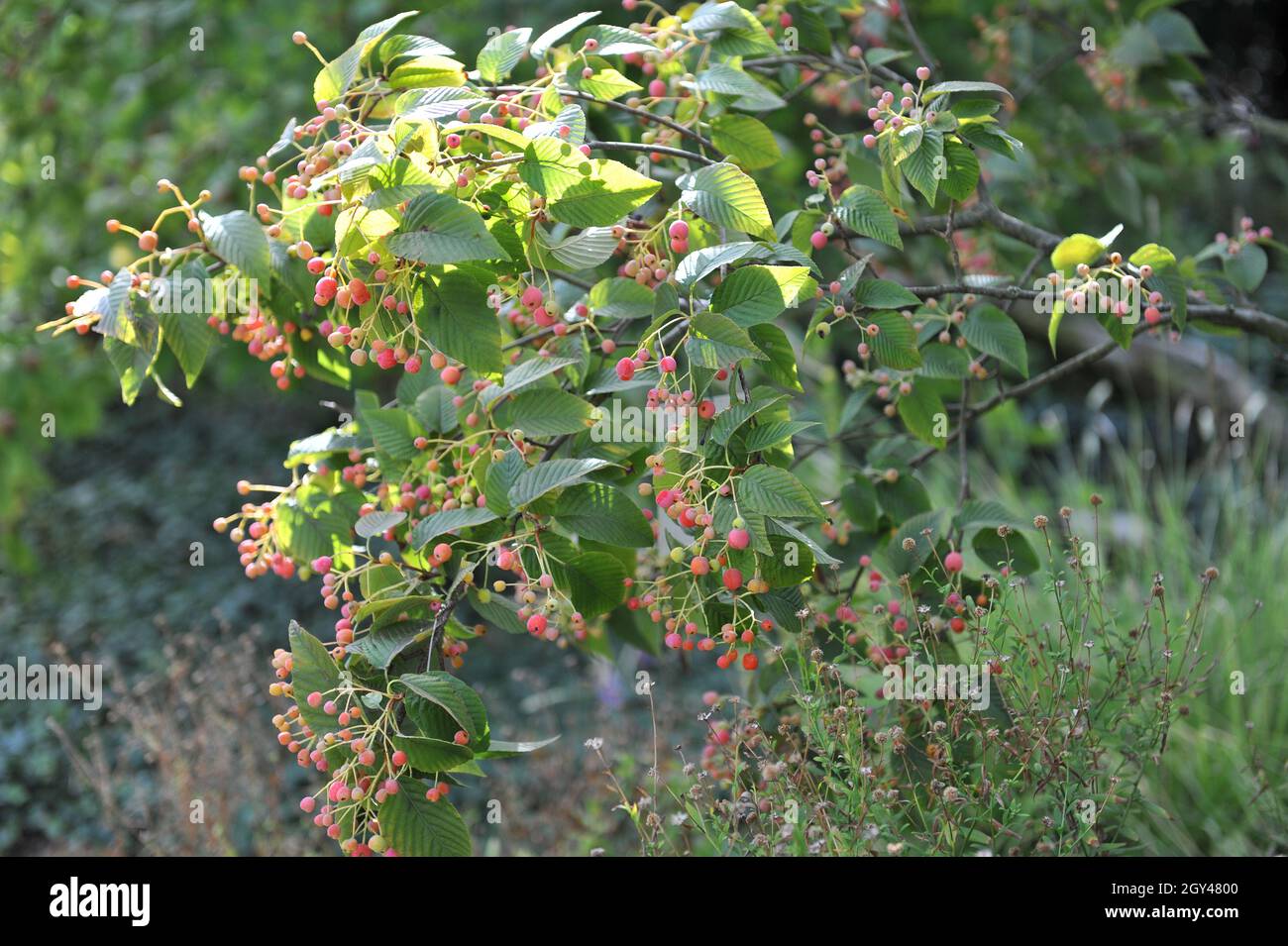 Die koreanische Bergasche (Sorbus alnifolia) trägt im September rosa Früchte Stockfoto