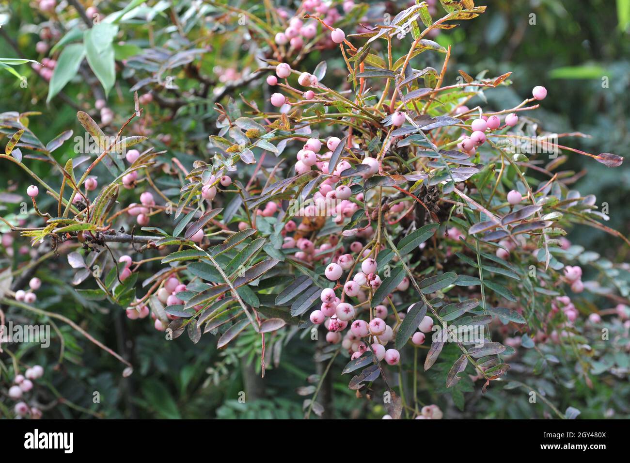 Im September trägt die Bergasche (Sorbus apiculata) rosa Früchte Stockfoto