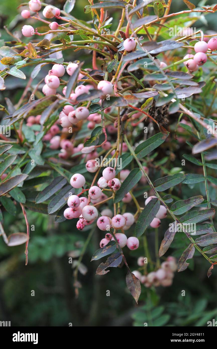 Im September trägt die Bergasche (Sorbus apiculata) rosa Früchte Stockfoto
