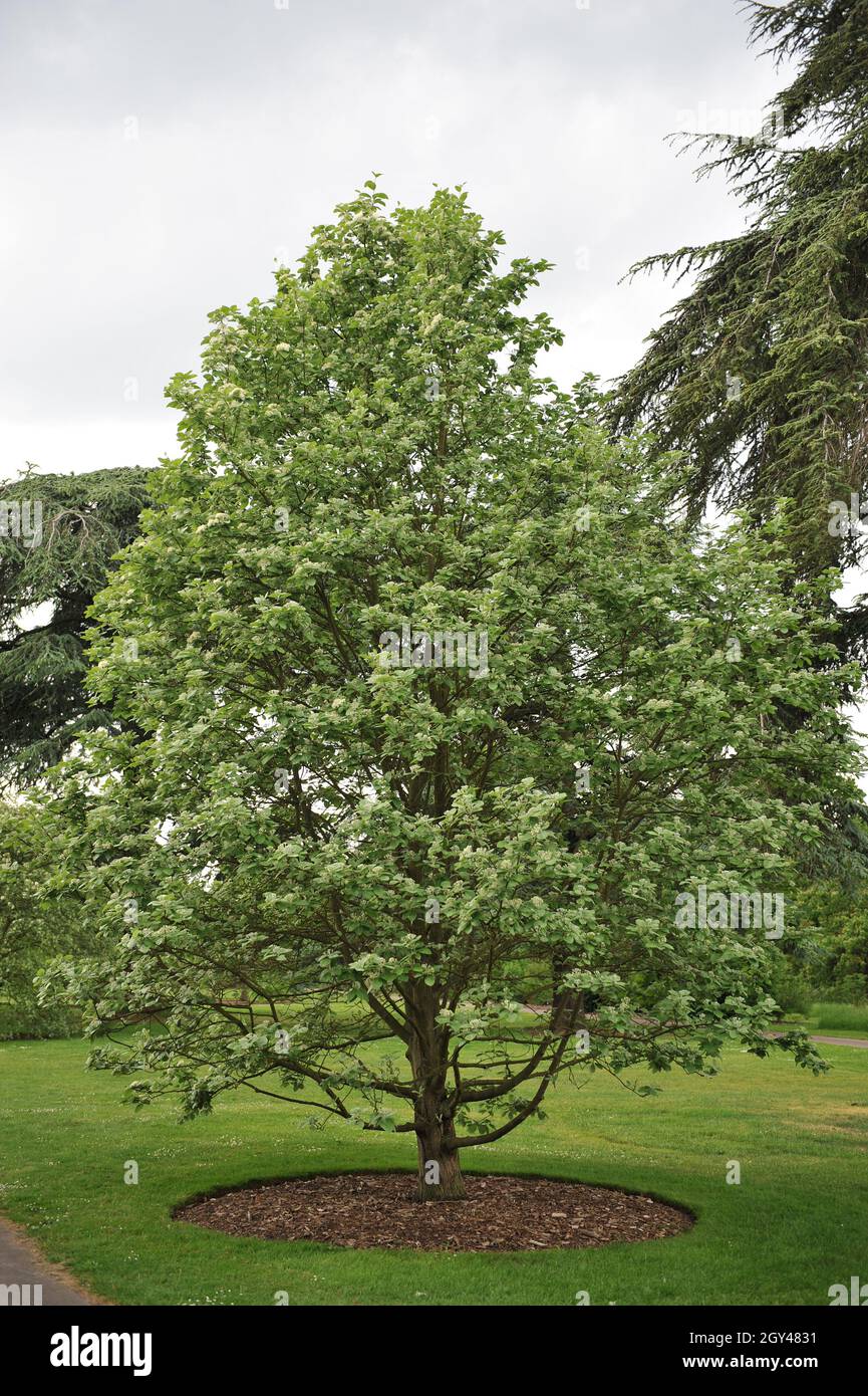 Im Mai blüht in einem Garten ein gewöhnlicher Weißstrahl (Sorbus ARIA) Stockfoto