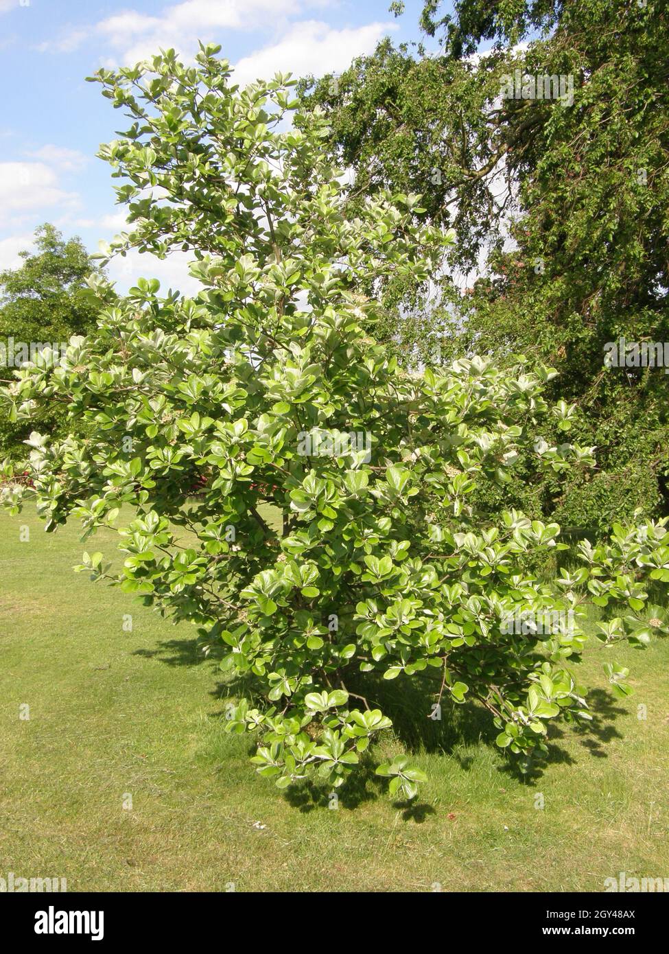 Im Mai blüht der Rundblättrige Weißbaum (Sorbus eminens) in einem Garten Stockfoto