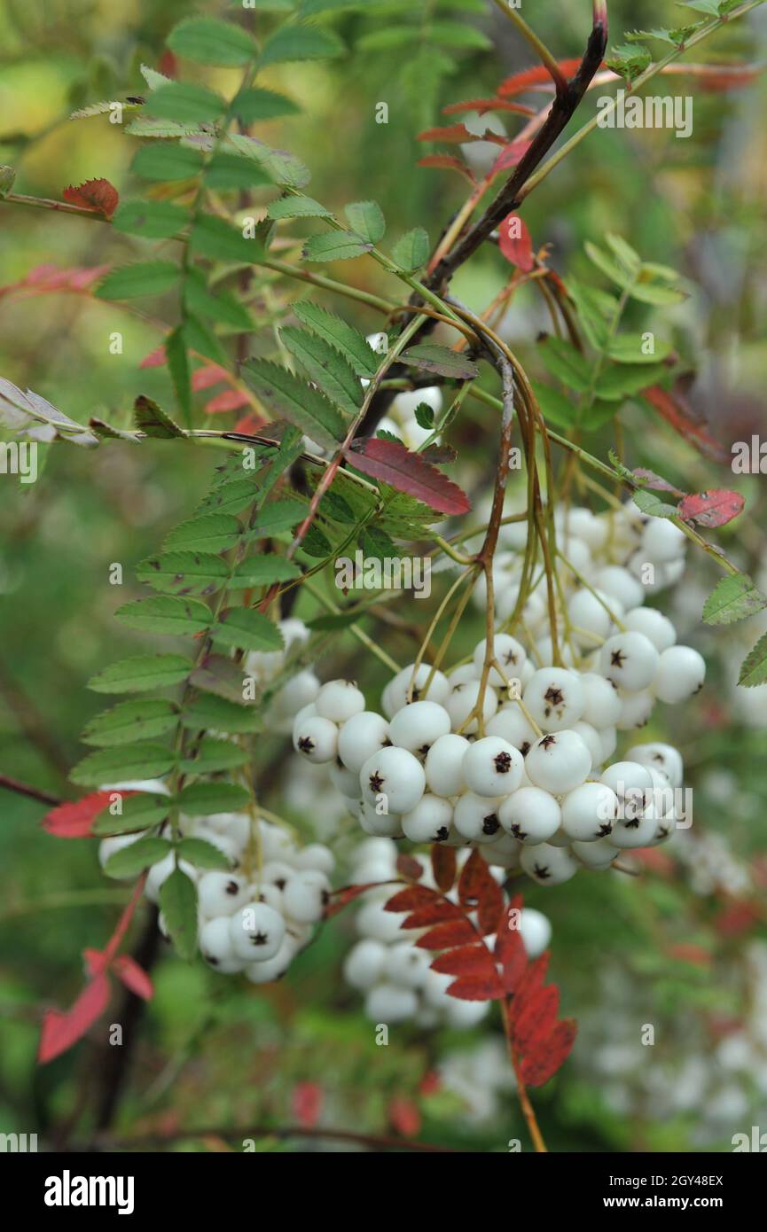 Die Koehne-Bergasche (Sorbus koehneana) trägt im August im Garten weiße Früchte Stockfoto