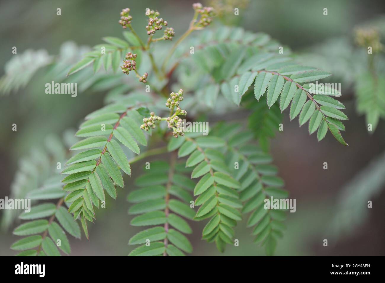 Die Koehne-Bergasche (Sorbus koehneana) blüht im Mai in einem Garten Stockfoto