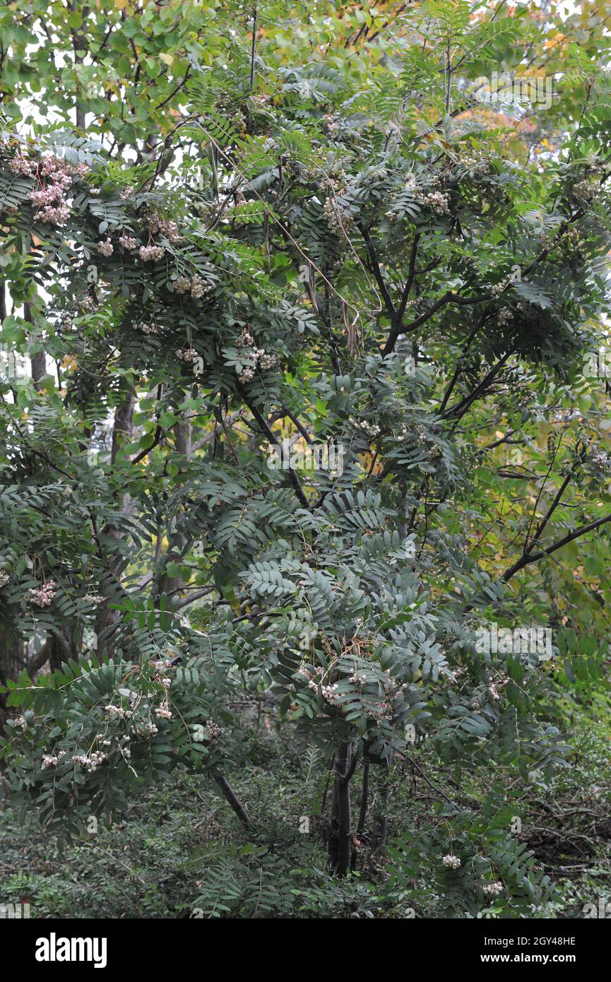 Die Rosa-Berg-Asche (Sorbus macrantha) trägt im September Früchte Stockfoto