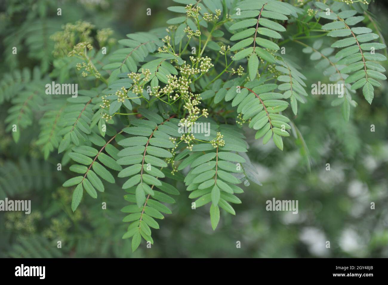 Die chinesische Eberesche (Sorbus Prattii) blüht im Mai in einem Garten Stockfoto