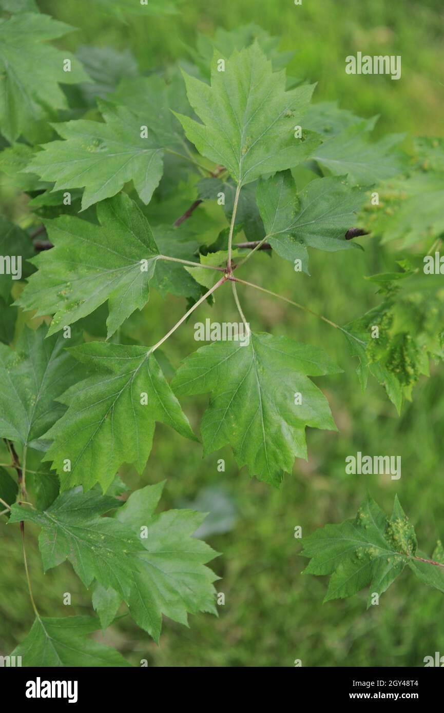Laub eines wilden Dienstbaums (Sorbus torminalis) in einem Garten im Mai Stockfoto