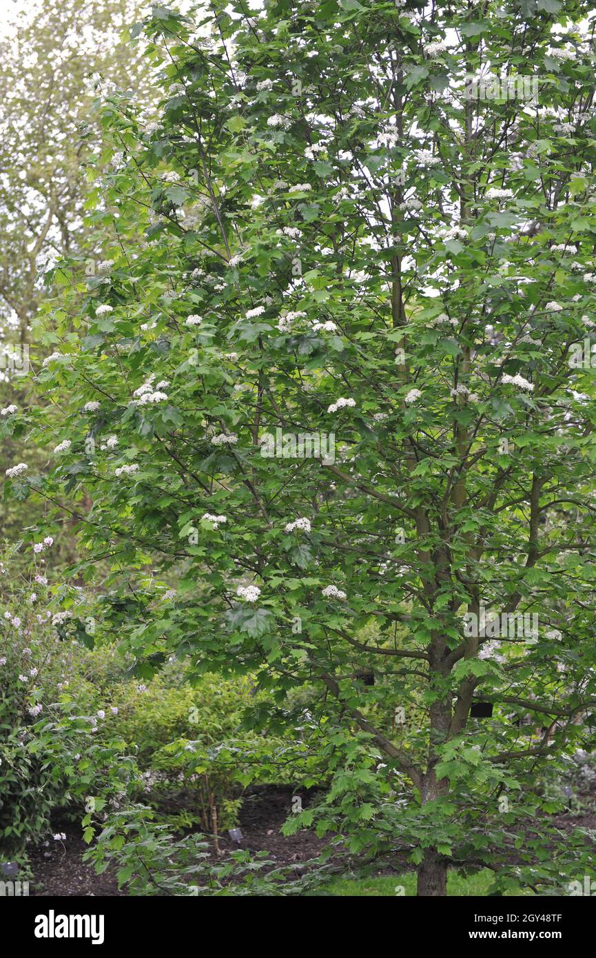 Im Mai blüht im Garten ein wilder Dienstbaum (Sorbus torminalis) Stockfoto