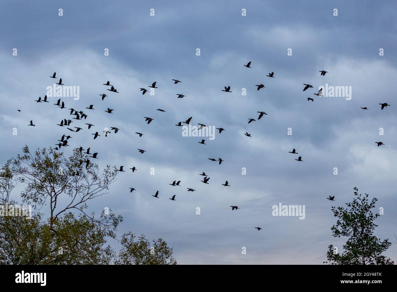 Eine Herde fliegender Kormorane Stockfoto