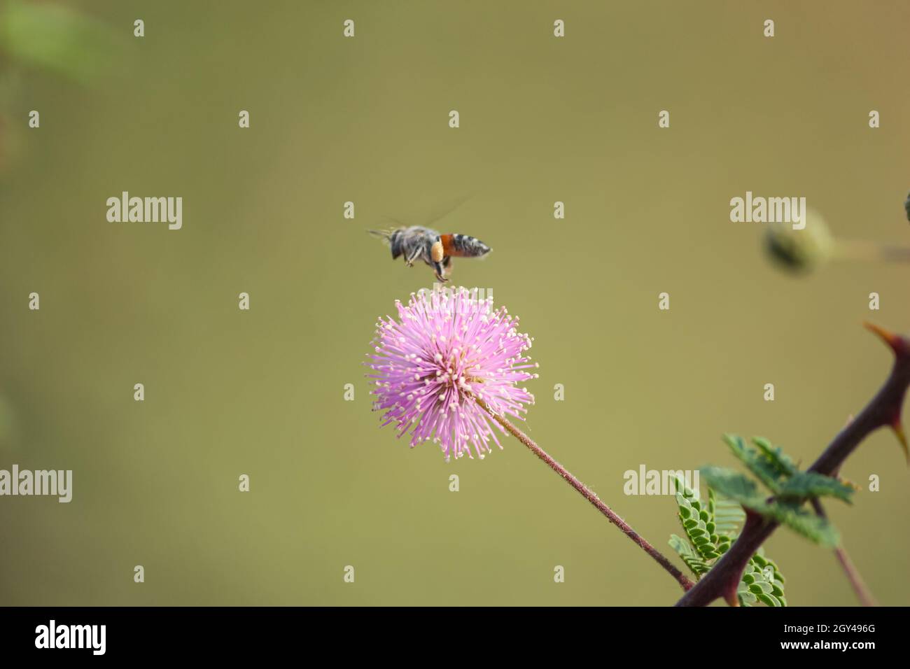 Die Honigbiene nimmt den Honig von den Blumen auf und umherstreift ihn. Honigbiene. Stockfoto