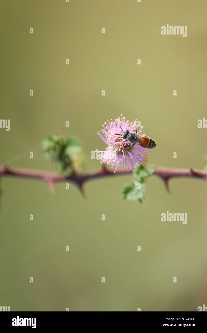 Die Honigbiene nimmt den Honig von den Blumen auf und umherstreift ihn. Honigbiene. Stockfoto