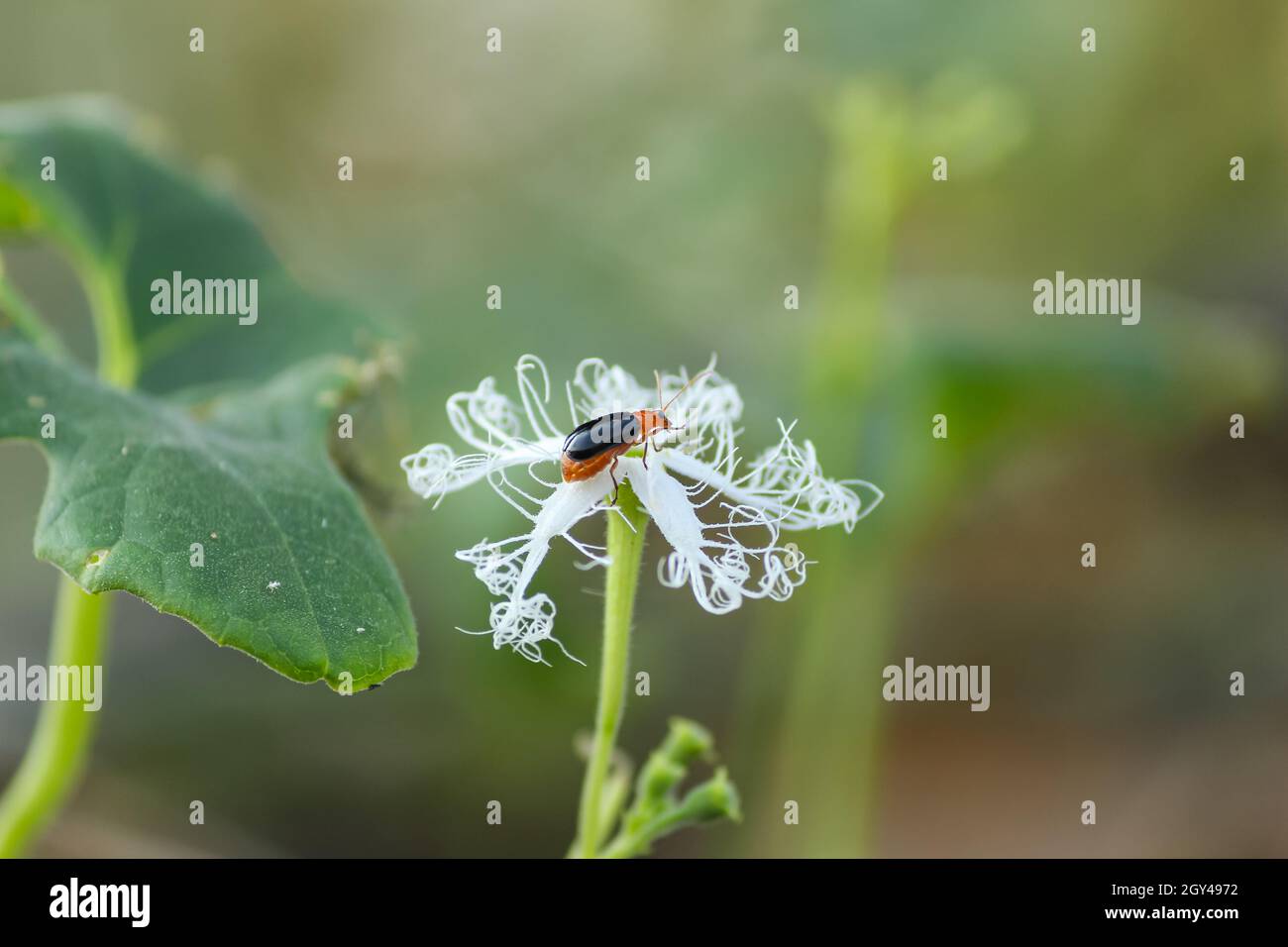 Die Honigbiene nimmt den Honig von den Blumen auf und umherstreift ihn. Honigbiene. Stockfoto