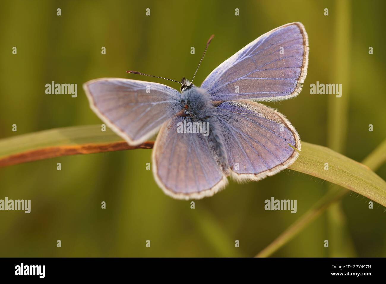 Nahaufnahme des bunten Icarus blauen Schmetterlings, Polyommatus icarus Stockfoto