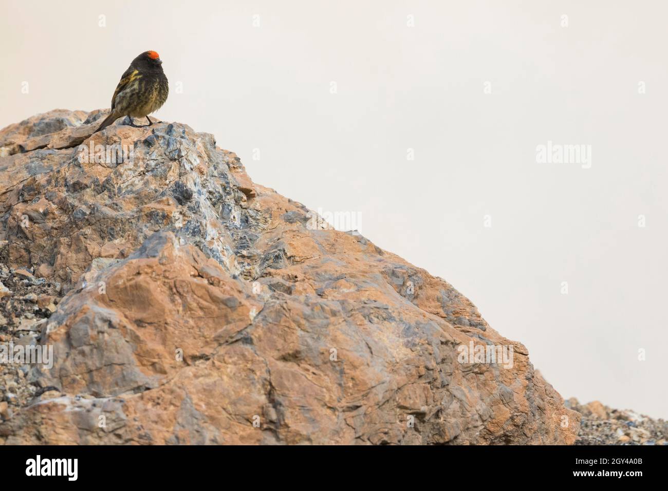 Serin mit roter Front - Rotstirngirlitz - Serinus pusillus, Tadschikistan, Erwachsener Stockfoto