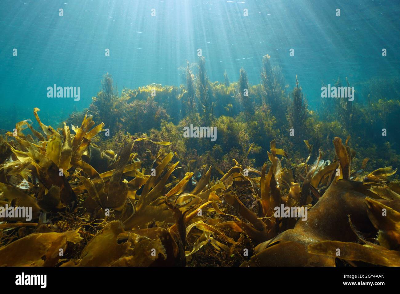 Algen auf dem Meeresboden und natürliches Sonnenlicht Unterwasserlandschaft im Ozean, Ostatlantik, Spanien, Galicien Stockfoto