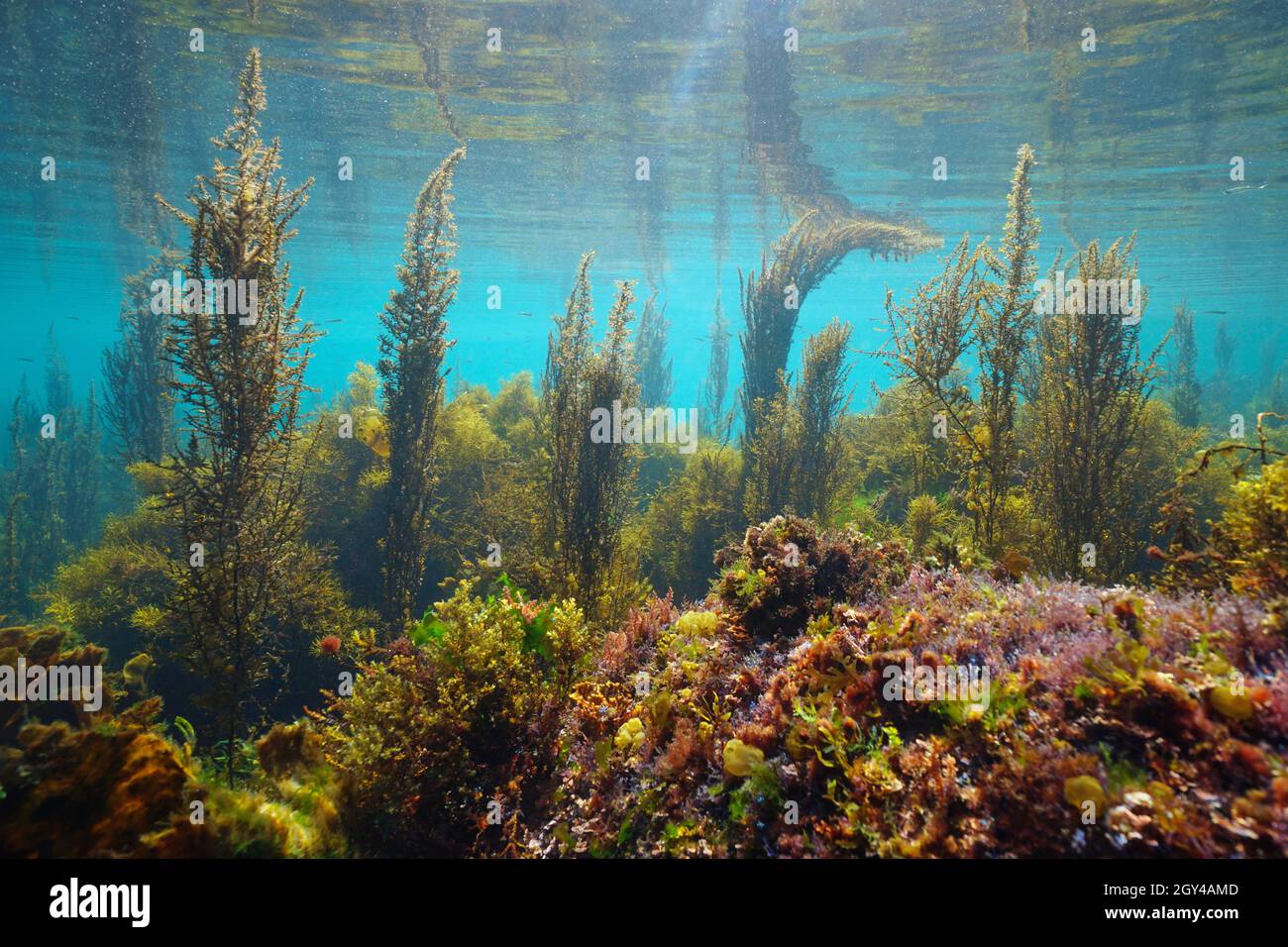 Algen unter Wasser Seesaat im Meer in seichtem Wasser, Ostatlantik, Spanien, Galizien Stockfoto