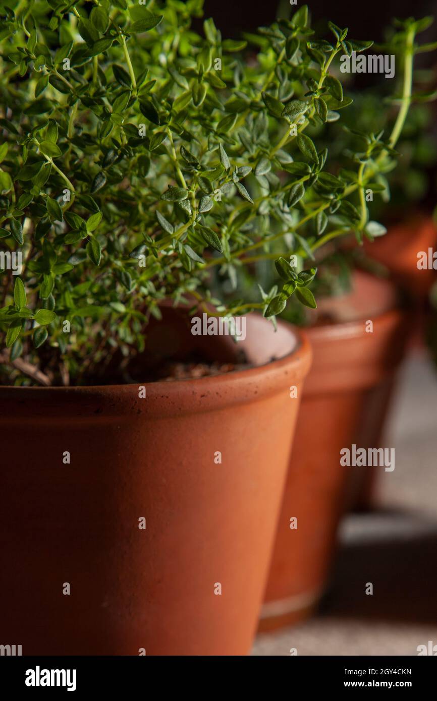 Ein Terra Cotta Topf Kräutergarten mit Thymian im Vordergrund Stockfoto